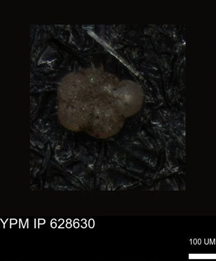 undet. Foraminiferida