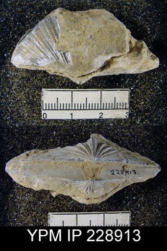 Neospirifer latus