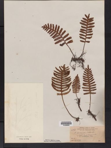 Polypodium