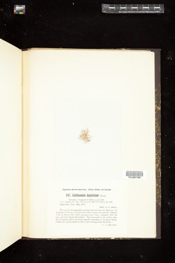Callithamnion dasytrichum