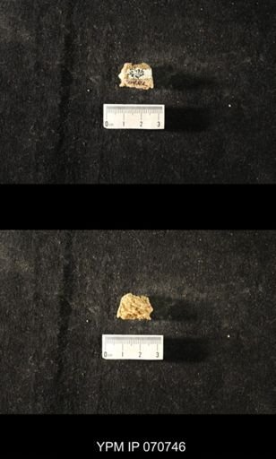 Favosites sp.