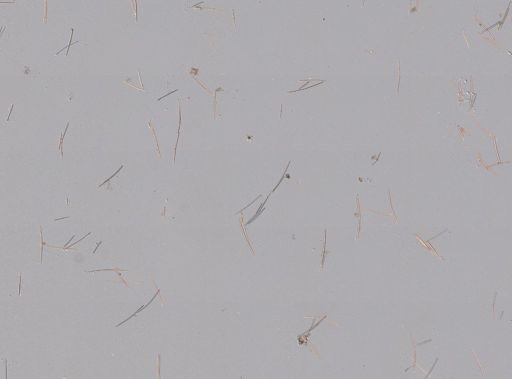 Halichondria panicea