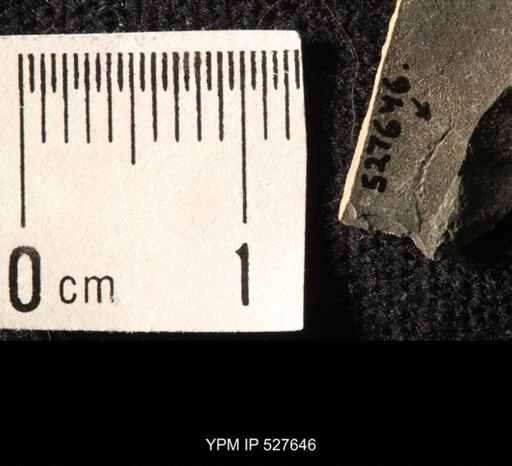Ophiuroidea
