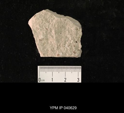 Hexapoda