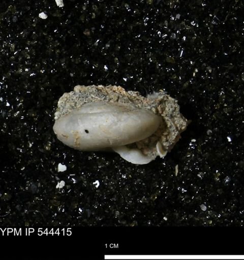 Poecilozonites bermudensis bermudensis