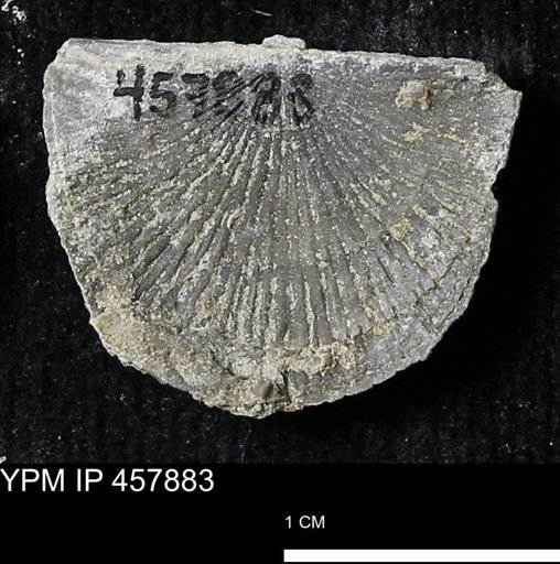 Strophodonta sp.