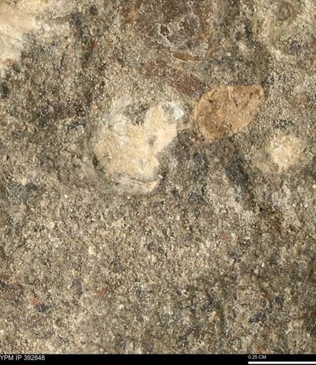 undet. Mollusca