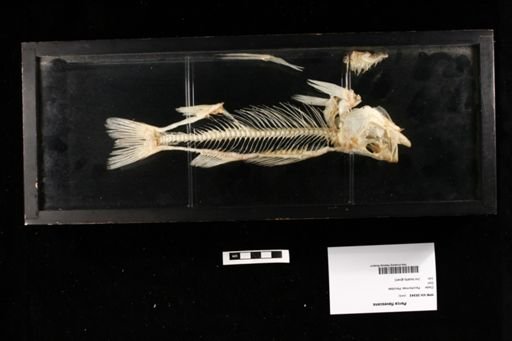 Perca flavescens