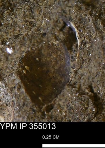 Limopsis sp.