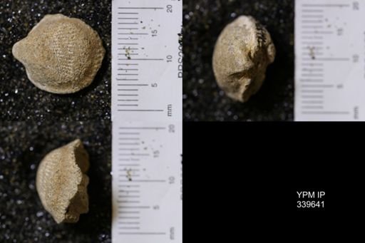 Cardium whitei