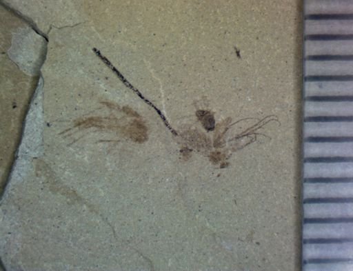 undet. Hymenoptera