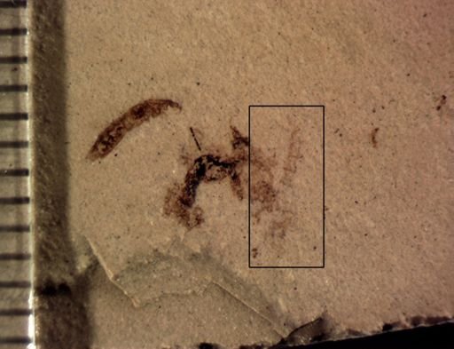 undet. Insecta
