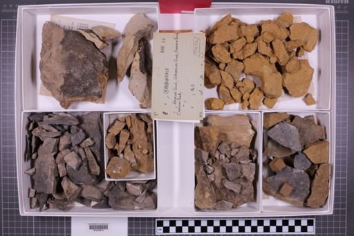 mixed taxa, stratigraphic collection