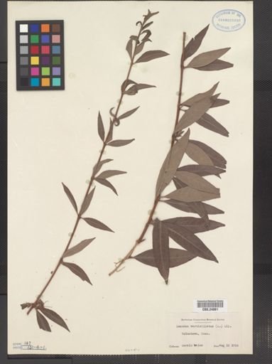 Decodon verticillatus