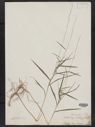 Muhlenbergia sobolifera