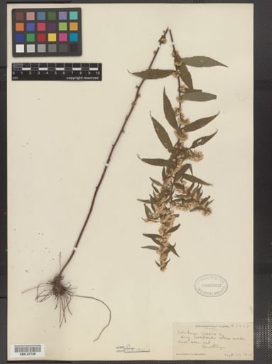 Solidago caesia