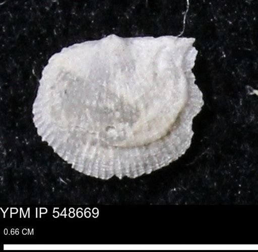 Stropheodonta perplana