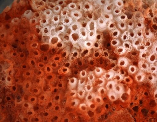 Teuchoporidae