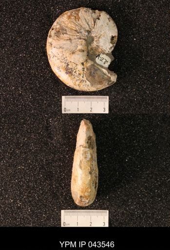 Hoploscaphites nicolletii