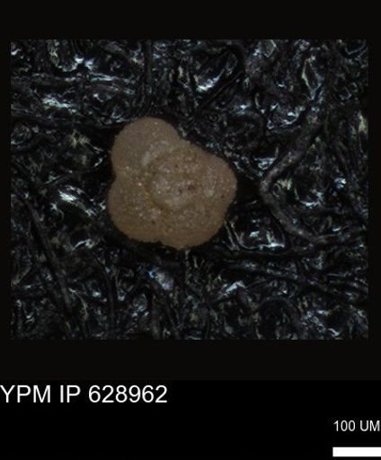 undet. Foraminiferida