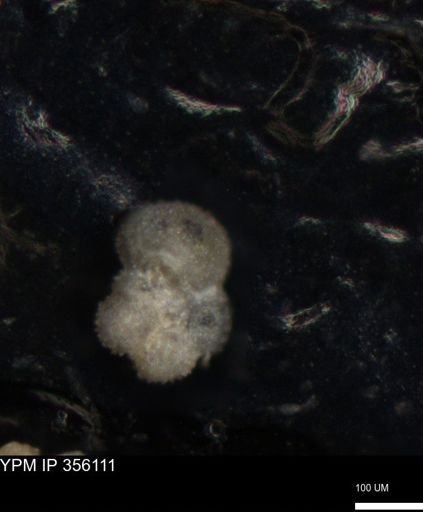 undet. Foraminiferida