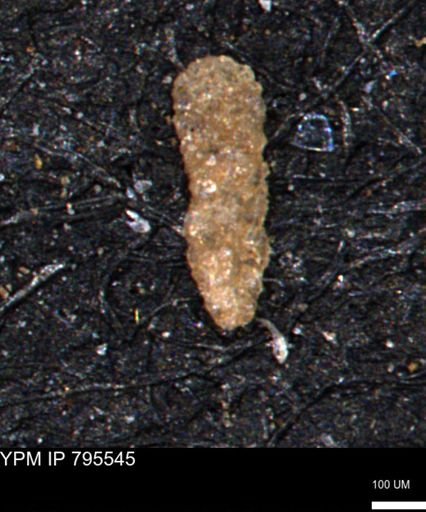Verneuilinoides hectori