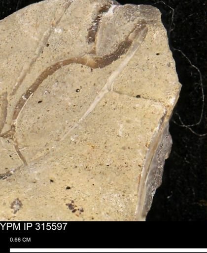 Bivalvia