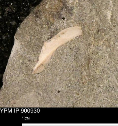 undet. Mollusca