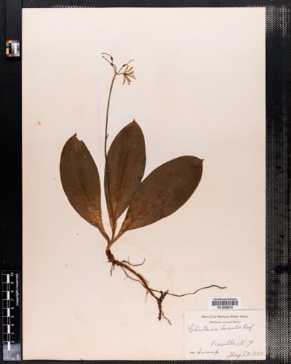 Clintonia borealis