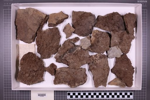 mixed taxa, stratigraphic collection