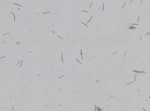 Clathria pennata