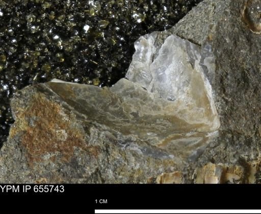 undet. Mollusca
