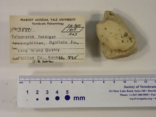 Teleoceras fossiger