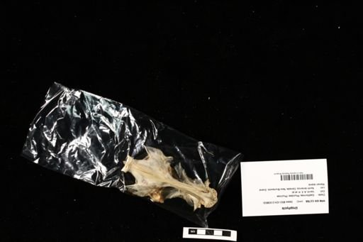 Urophycis