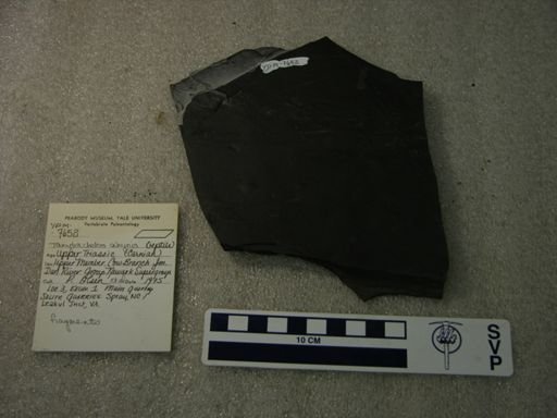 Tanytrachelos ahynis