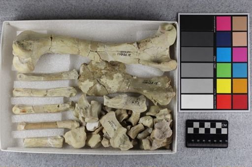 Hyracodon major