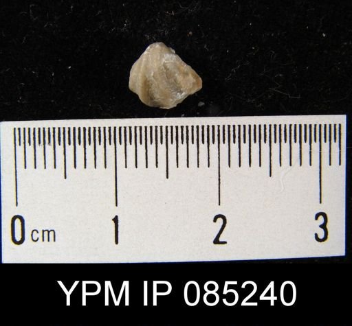 Crispella elegans