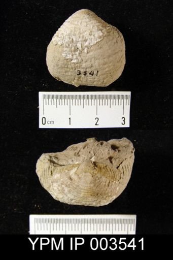 Productus sp.