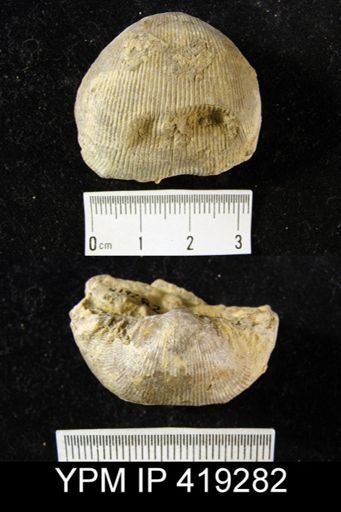 Linoproductus sp.
