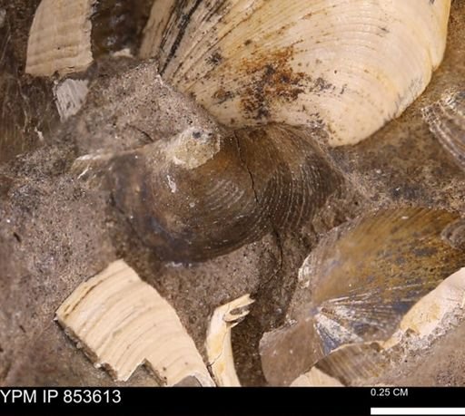 Limopsis striatopunctatus