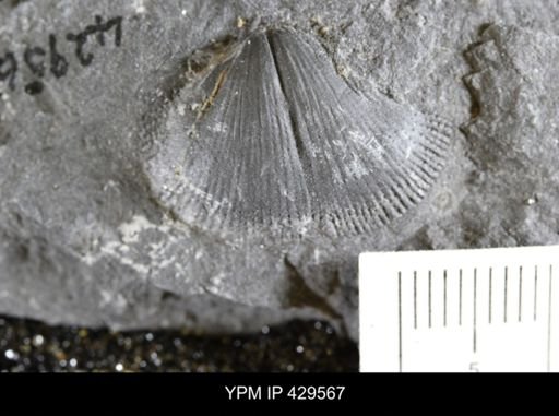 Devonochonetes coronatus