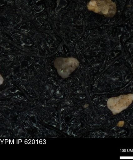 undet. Foraminiferida