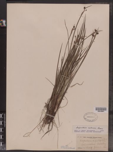 Sisyrinchium montanum