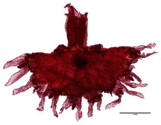Aurelia aurita