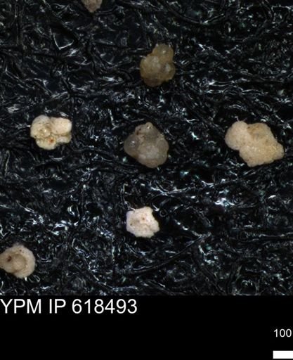 undet. Foraminiferida