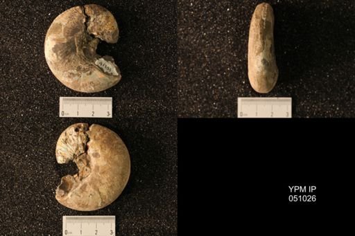 Hoploscaphites nicolletii