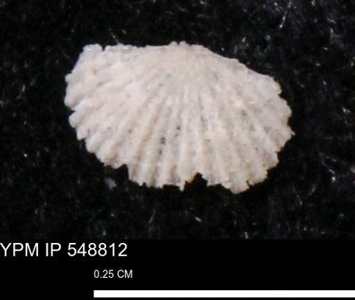 Orthopleura?