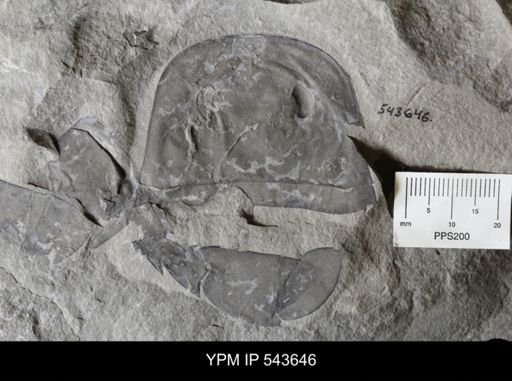 Eurypterus sp.