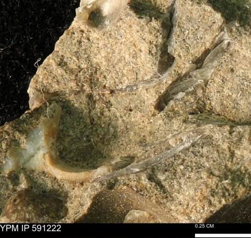 undet. Bivalvia
