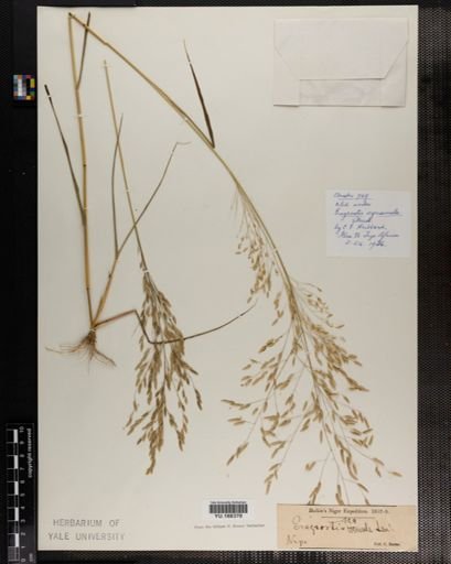 Plantae
